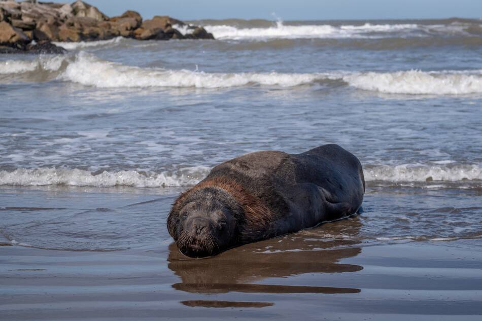 Lobo marino gripe aviar en Mar del Plata. Foto: Telam