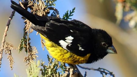 Rescate de aves silvestres. Foto: Noticias Ambientales.