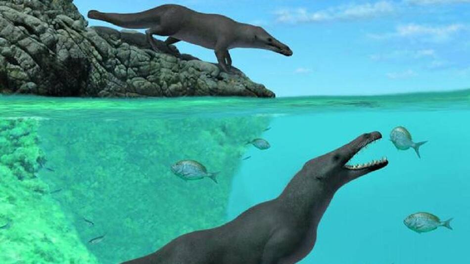 Perú: hallan ballena cuadrúpeda de 42.6 millones de años