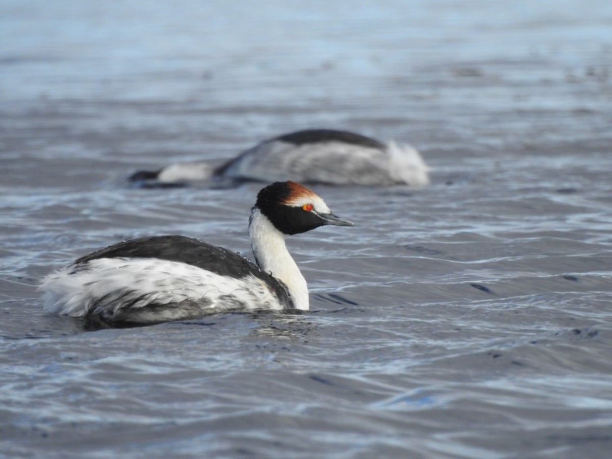 Buscan voluntarios de toda Latinoamérica para salvar a una de las aves más amenazadas de Argentina: requisitos y cómo postularse