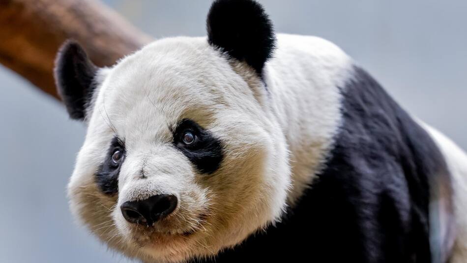 La población de pandas en cautiverio experimentó 46 nuevos nacimientos. Foto: EFE.