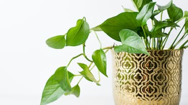 Café en el potus: por qué recomiendan usarlo y cómo aplicarlo