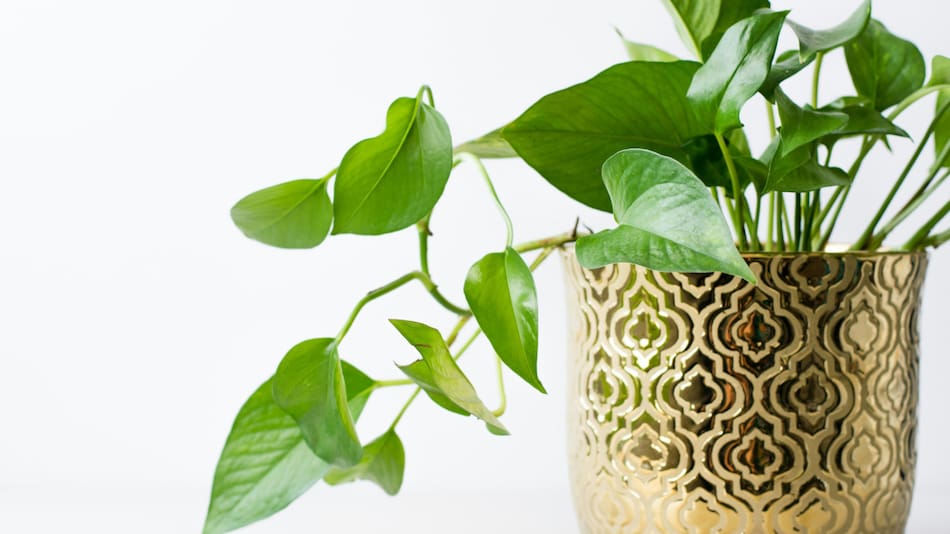 Potus. Foto: Unsplash