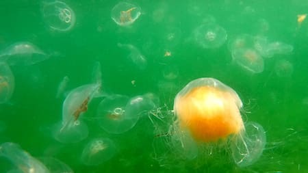 Invasión de medusas en el Mediterráneo. Foto: Reuters.