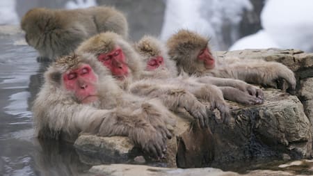 Macacos japoneses. Foto: EFE