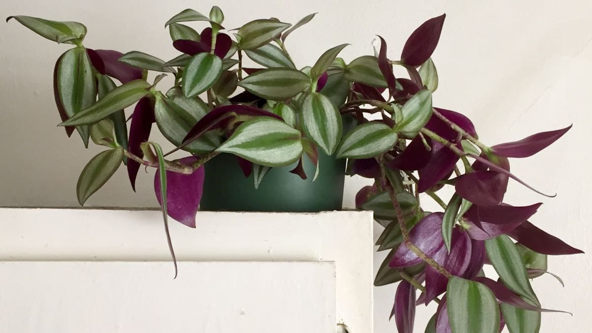 La planta con hojas violetas que crece en maceta, vive con poca luz y es ideal para decorar repisas o estantes elevados