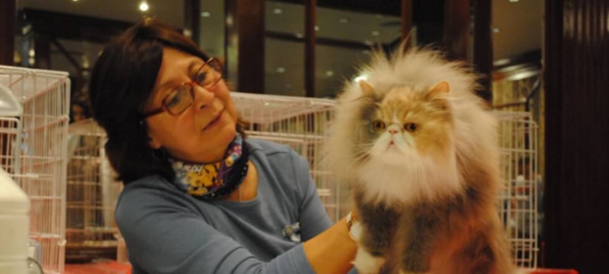 La Expo Gatos 2026 se realizará el 29 y 30 de agosto en el Salón Vivanco, en Tigre, con entrada libre y gratuita para todo el público.