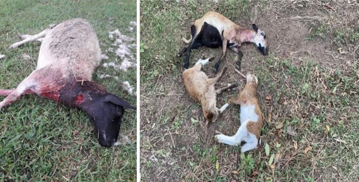 Misterioso ataque a un ganado: dueño de la granja cree que es obra del