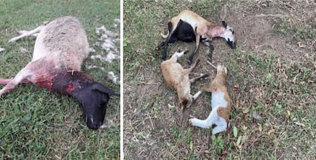 Misterioso ataque a un ganado: dueño de la granja cree que es obra del