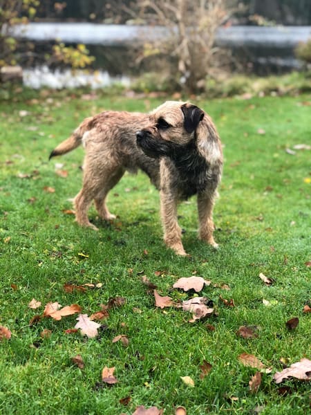 Border terrier. Foto: Unsplash.