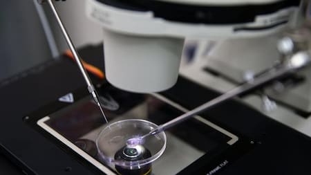 Implantación de embriones, ciencia