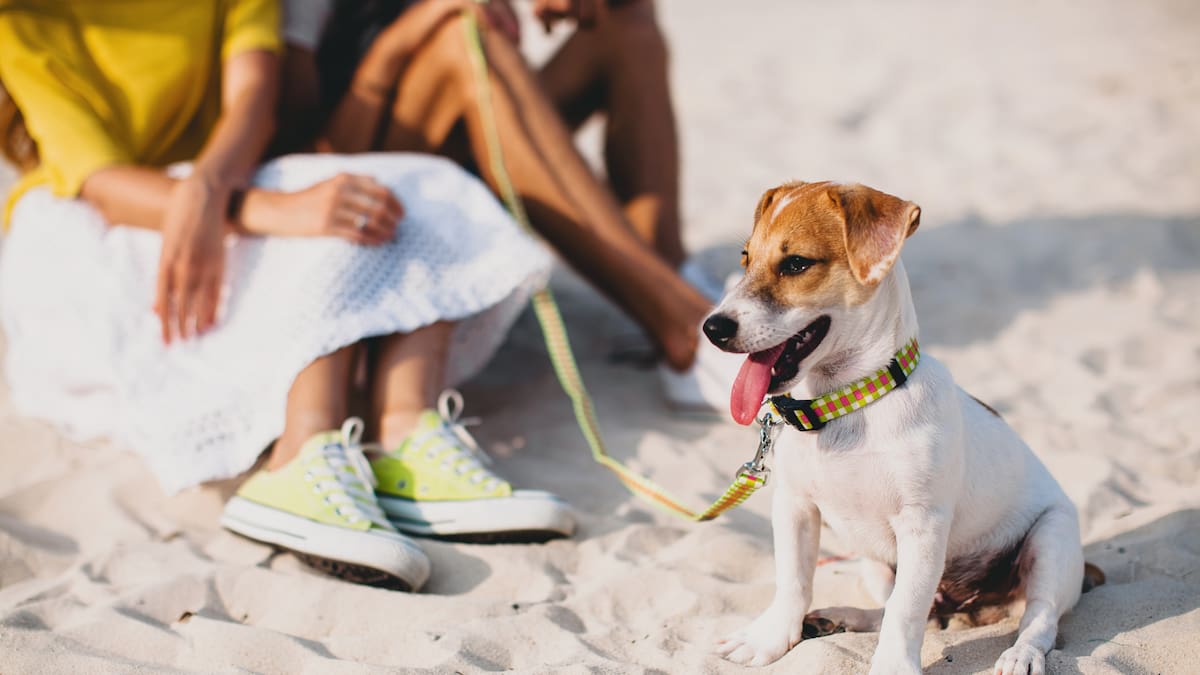 perros y el verano