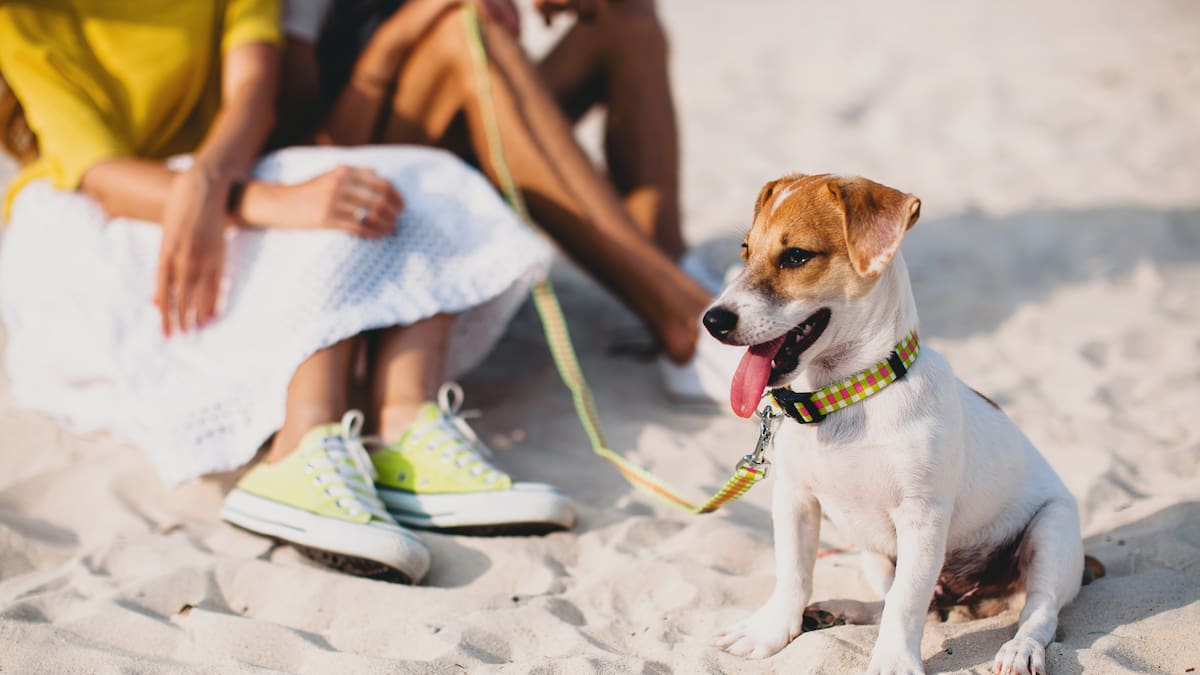 perros y el verano