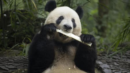 Un menú impuesto por la genética: el sorprendente efecto del bambú en los pandas. Foto: EFE / Andrés Martínez Casares.