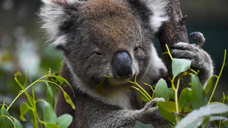 El santuario Lone Pine, de Australia, prohíbe abrazar a los koalas. Foto: EFE.