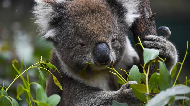 Cuanto más lejos, mejor: un reconocido santuario de animales de Australia prohíbe abrazar a los koalas