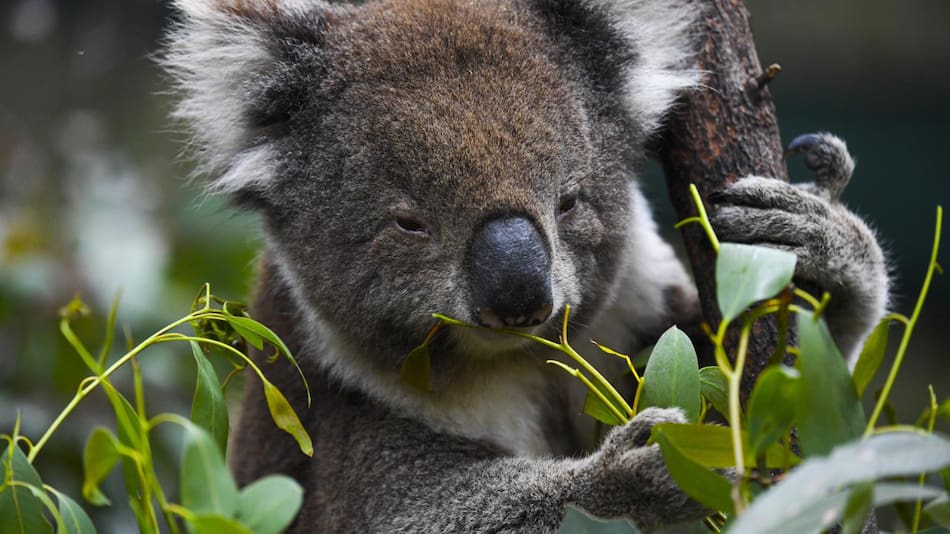 El santuario Lone Pine, de Australia, prohíbe abrazar a los koalas. Foto: EFE.