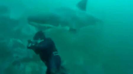 Un tiburón muerde en la cabeza a un buceador