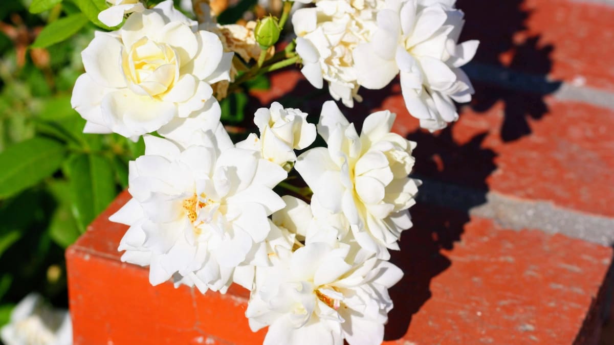 Cómo proteger el jazmín en invierno para disfrutar de su aroma único cuando florezca