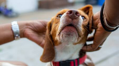 Perros; mascotas. Foto: Freepik.