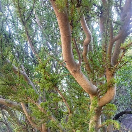 Ligustro texano (Forestiera angustifolia). Foto: ecuador.inaturalist.org