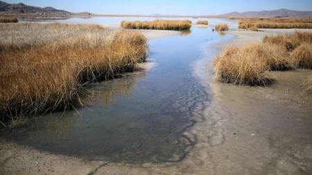 Vista de vegetación seca a orillas del lago Titicaca. Foto: EFE.