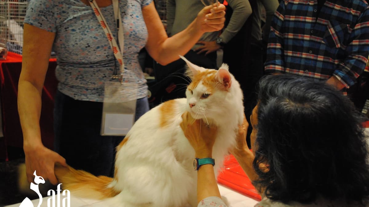 La Expo Gatos 2026 busca acercar el universo felino tanto a criadores y aficionados como a quienes simplemente disfrutan de los animales.