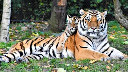 Tigre. Foto: Unsplash.