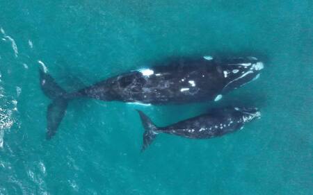 Ballenas. Fuente: Instituto de Conservación de Ballenas (ICB)