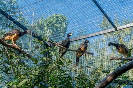 Muitús. Foto: Instagram/parqueiberacorrientes
