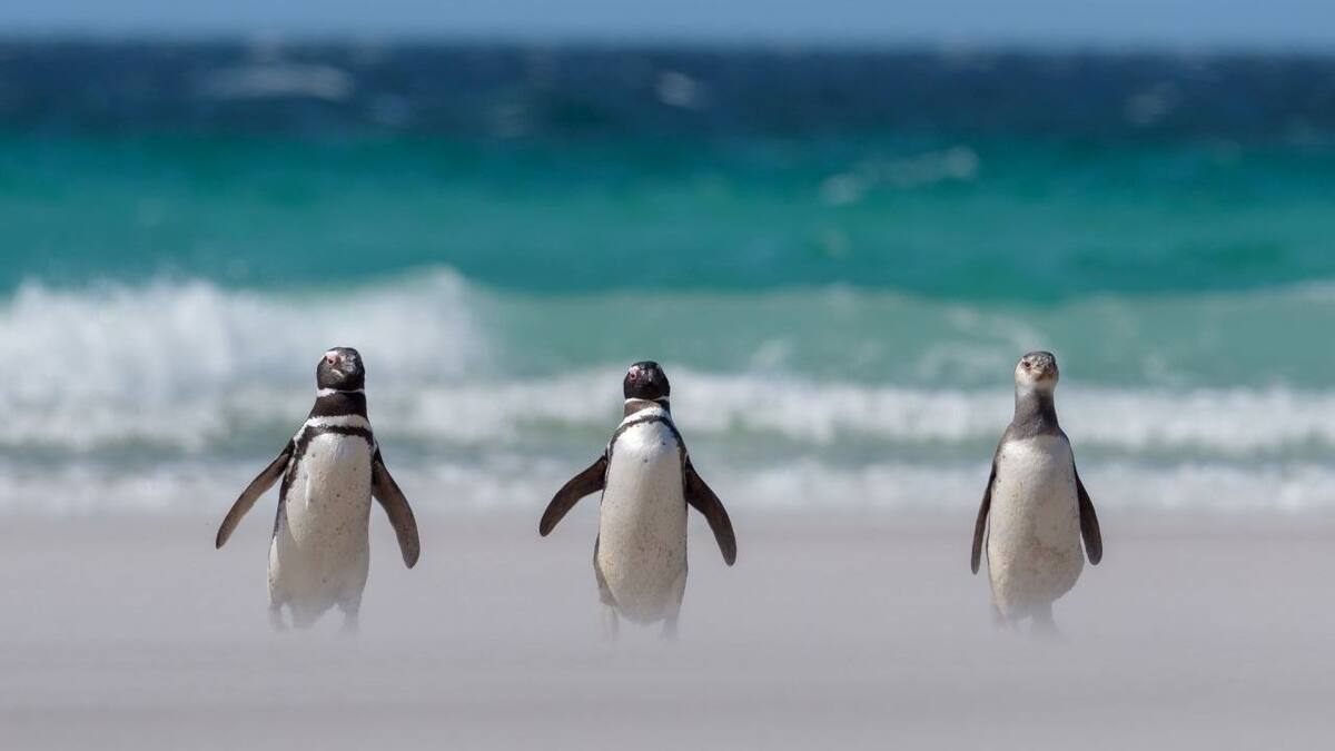 Pingüinos. Fuente: Global Penguin Society