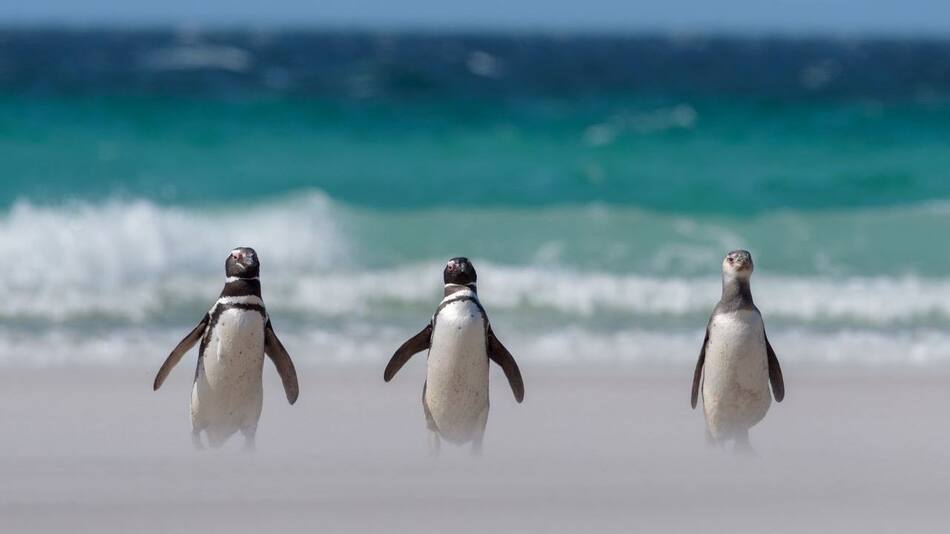 Pingüinos. Fuente: Global Penguin Society