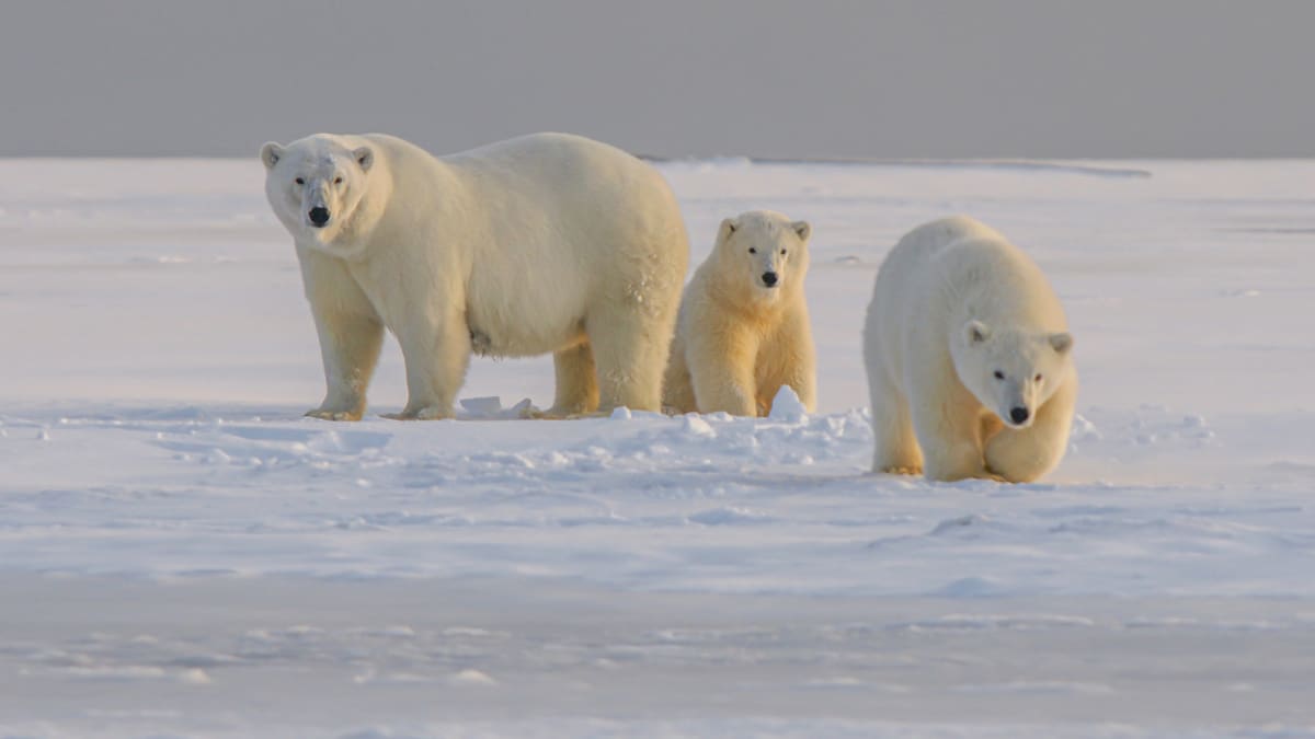 Frío extremo: ¿cuáles son los cinco animales que pueden sobrevivir a las más bajas temperaturas?