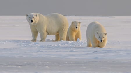 Osos polares. Foto: Unsplash