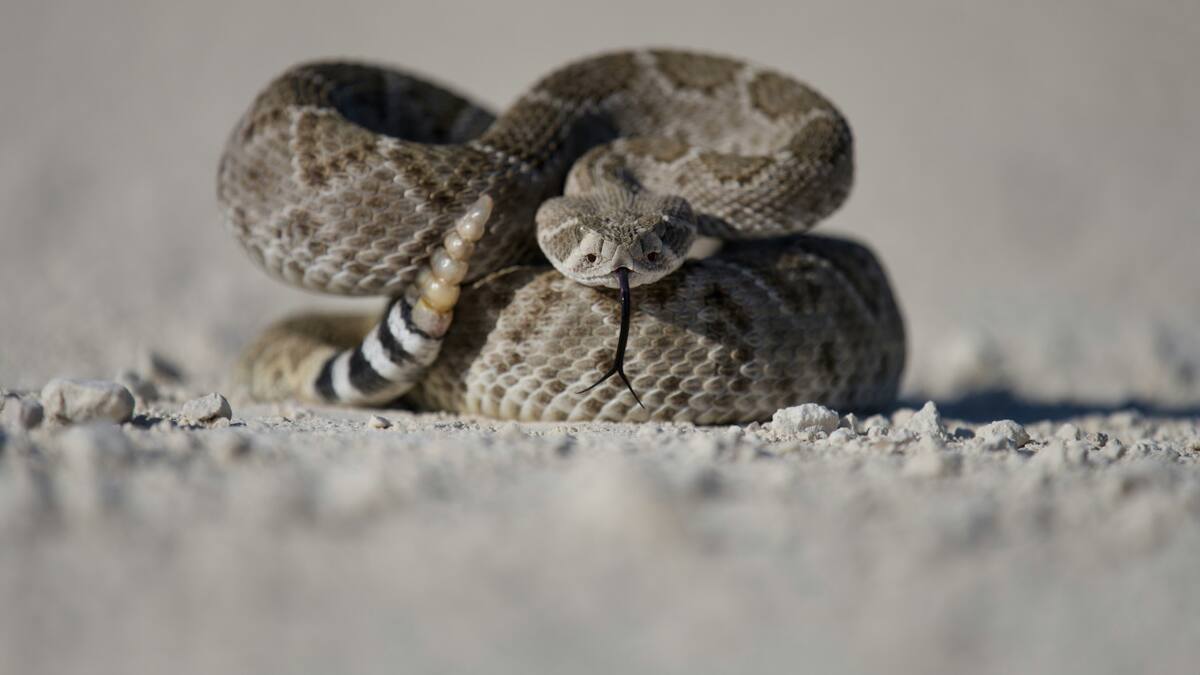 Serpiente. Foto: Unsplash