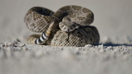 Serpiente. Foto: Unsplash