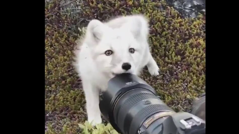 Video viral - zorro