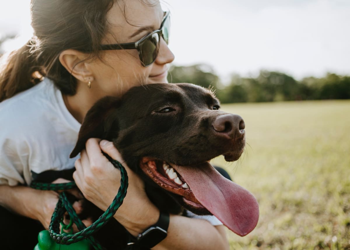 Perros, canes, mascotas. Foto: Unsplash