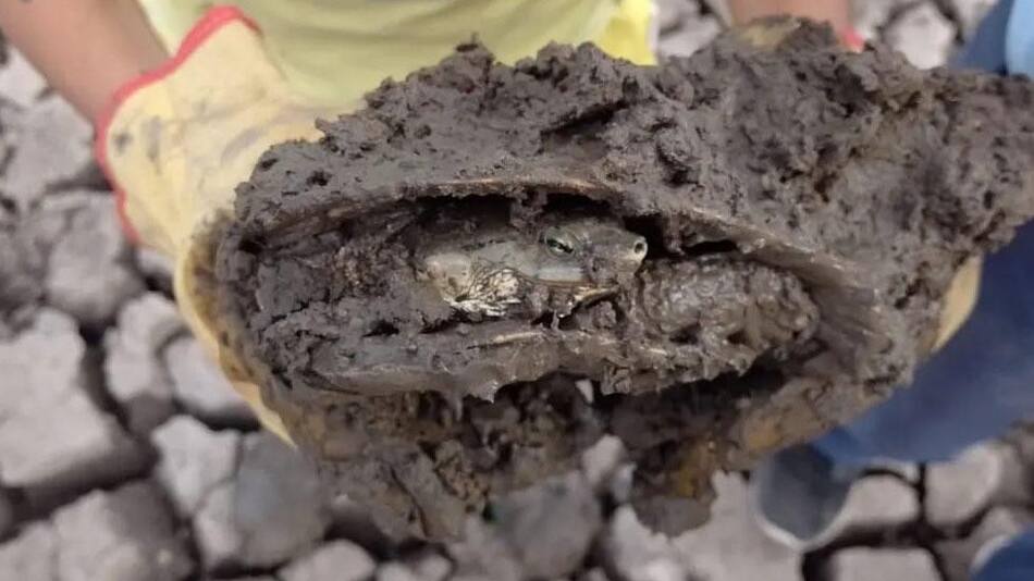 Tortugas rescatadas en Goya, Corrientes. Foto: Télam.