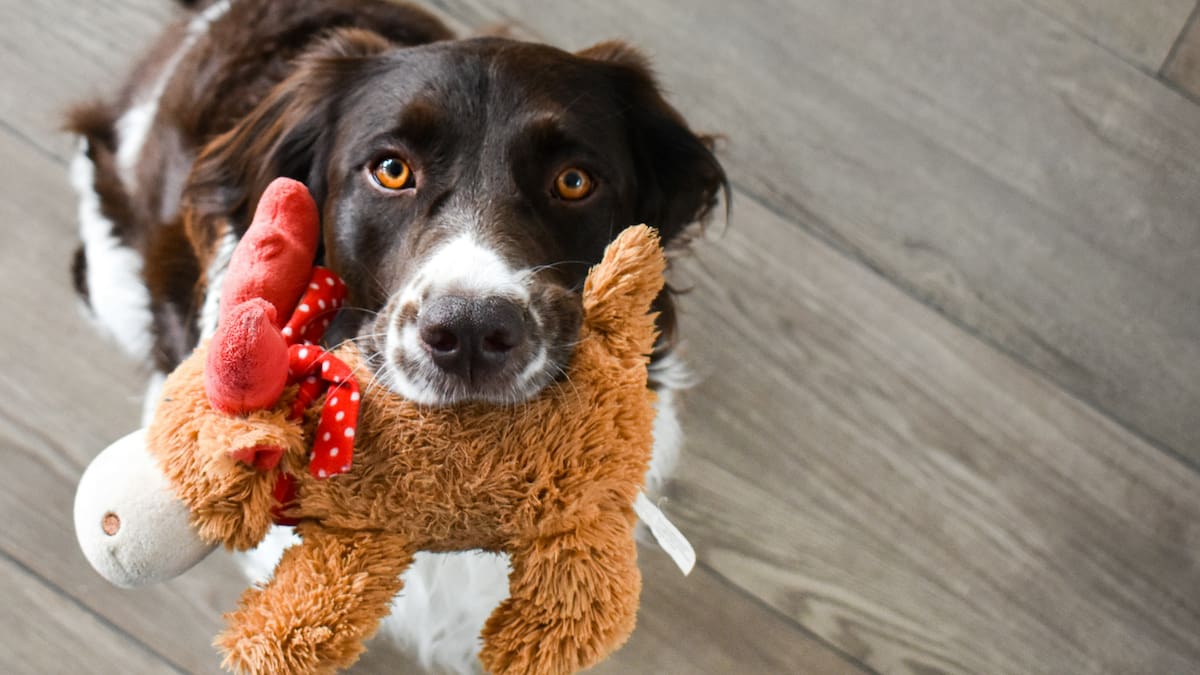 ¿Qué significa que nuestro perro nos traiga su juguete preferido?