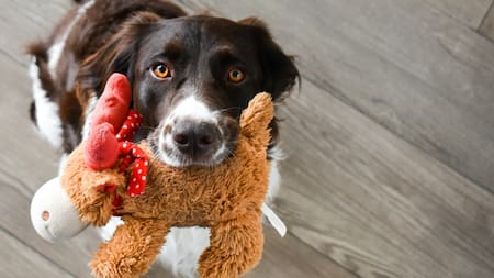 ¿Qué significa que nuestro perro nos traiga su juguete preferido?