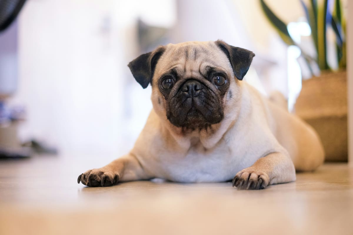 Los veterinarios advierten que los ronquidos del pug no siempre son normales.