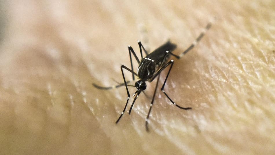 Aedes aegypti, transmite el dengue y la fiebre chikungunya. Foto: NA.