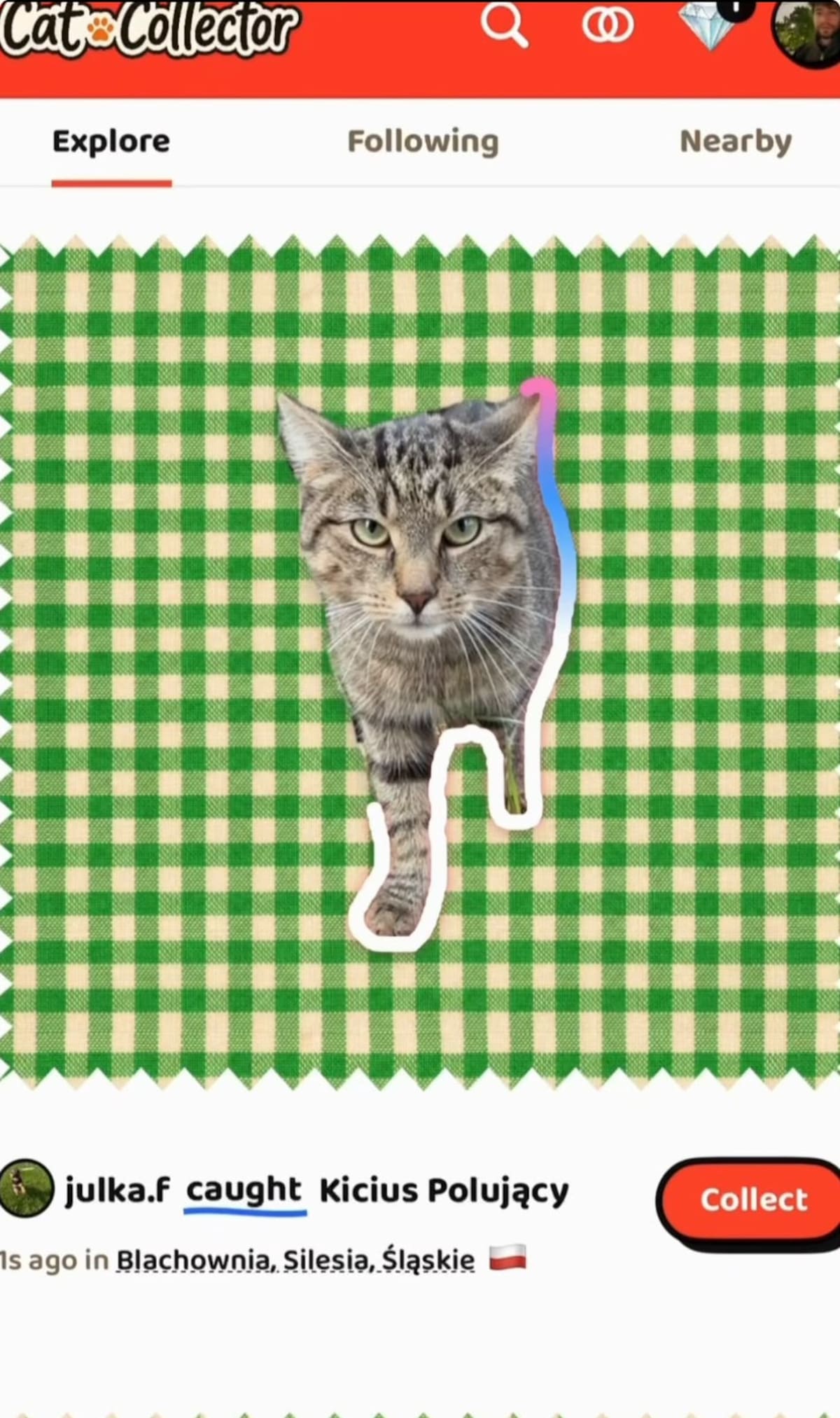 Cat Collector: la app que permite coleccionar gatos reales al estilo de Pokémon GO.