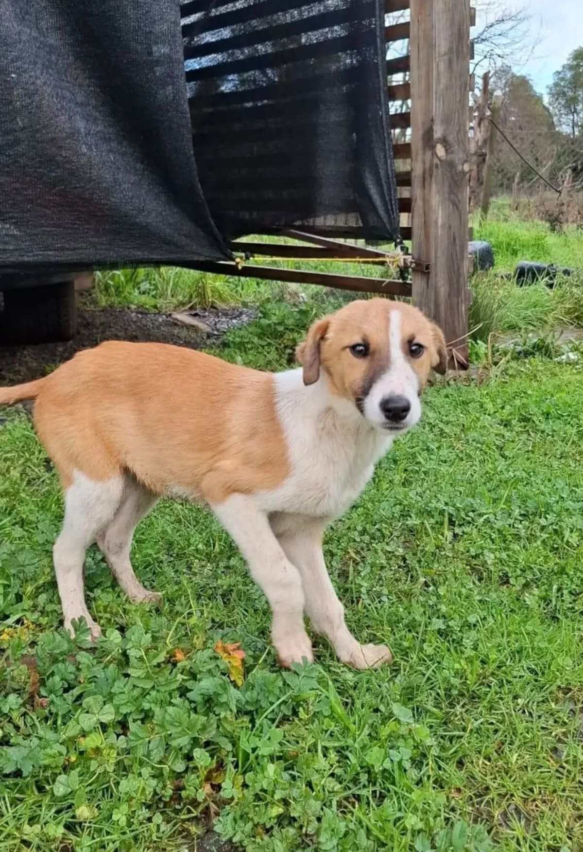 El refugio Aperrando El Peral funciona en la localidad chilena de Ninhue, donde Catalina y Gabriel dedican sus días a alimentar, proteger y brindar atención veterinaria a 69 perros.