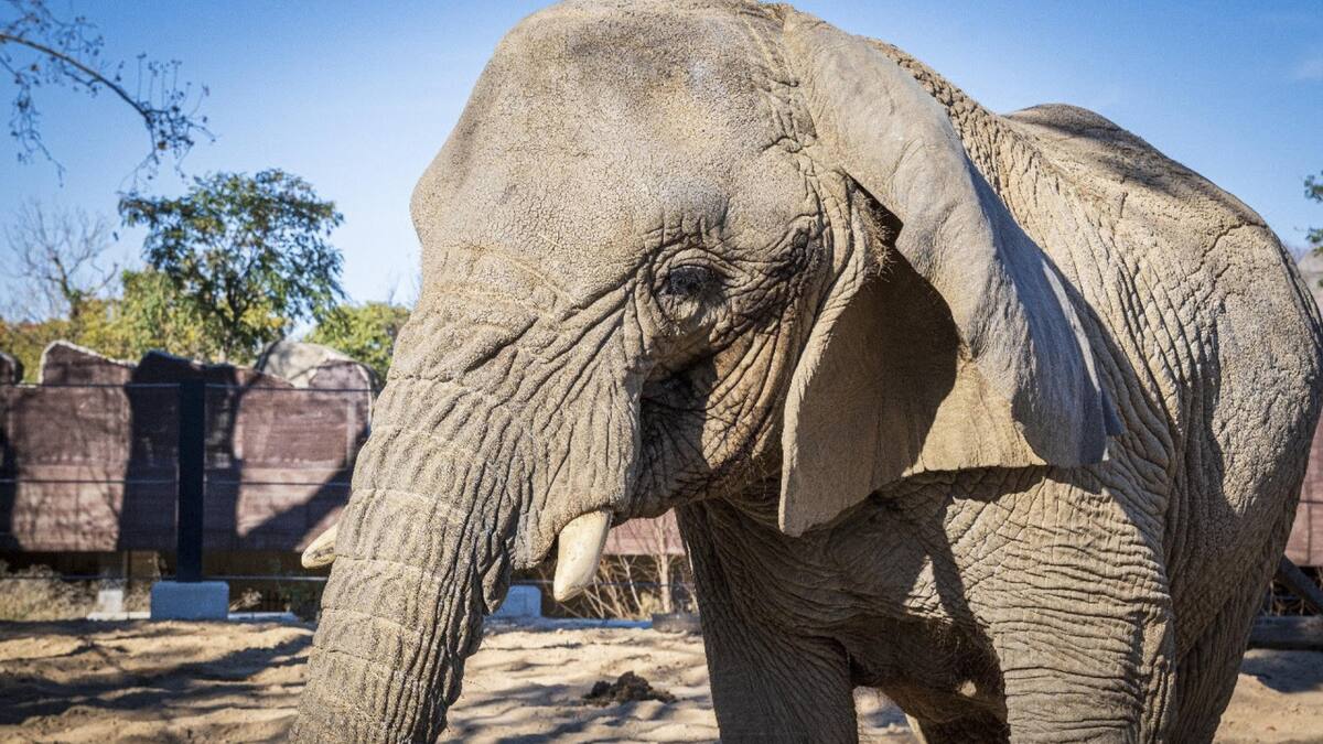 Yoyo, elefanta africana del zoo de Barcelona. Foto: EFE.