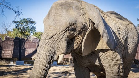 Yoyo, elefanta africana del zoo de Barcelona. Foto: EFE.