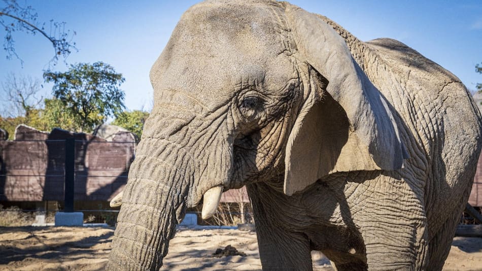 Yoyo, elefanta africana del zoo de Barcelona. Foto: EFE.