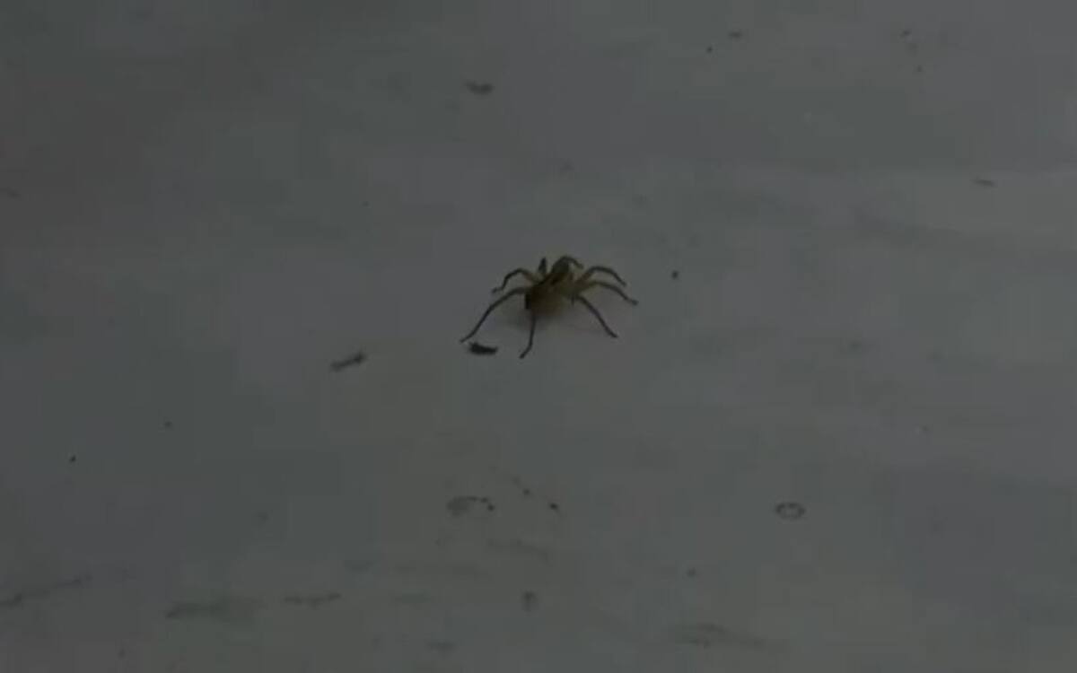 Una araña asustó a los participantes de Gran Hermano. Foto: captura de video.