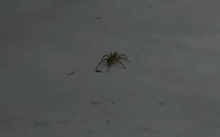 Una araña asustó a los participantes de Gran Hermano. Foto: captura de video.